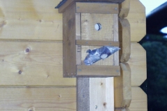 Bilder-Nistkasten
