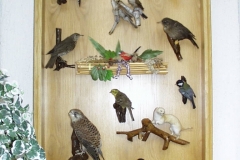 Bilder-Schrank-für-Pfeifen-Gruner-I